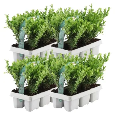 Immagine prodotto di 24 piante di tasso (Ilex Crenata Jenny), adatte per siepi, resistenti al freddo, alte 15 cm