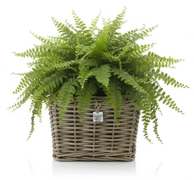 Produktbild von Van der Leeden Pflanzkorb - quadratisch - 31 x 24 cm - Trockentopf