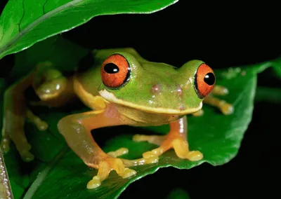 Produktbild von 3 D Ansichtskarte Rotaugenlaubfrosch, Postkarte Wackelkarte Hologrammkarte, Tier Frosch Frösche