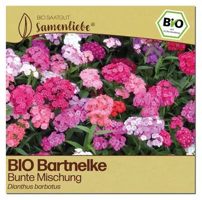 Produktbild von Samenliebe  Bartnelke Samen | Schnittblume - winterhart & zweijährig & bunt - samenfestes  Saatgut