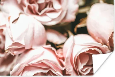 Produktbild von MuchoWow® Poster Rosen - Rosa - Vintage 180x120 cm - Fotoplakat