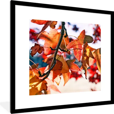 Produktbild von MuchoWow® Gerahmtes Poster Ahorn - Blätter - Rustikal - Herbst 40x40 cm - Poster mit Schwarzem Bilderrahmen Wandposter Rahmen Foto Bilder - Poster - Plakat im Rahmen