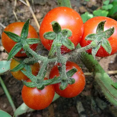 Zdjęcie produktu dla Dziki pomidor (Solanum pimpinellifolium)  – 20 nasion