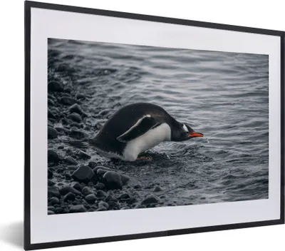 Produktbild von MuchoWow® MuchoWow® Gerahmtes Poster Pinguin - Tier - Wasser - Getränk 40x30 cm - Poster mit zchwarzem Bilderrahmen - Bilderrahmen - Poster im Rahmen