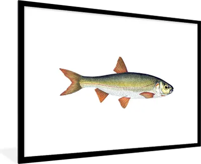 Produktbild von MuchoWow® MuchoWow® Gerahmtes Poster Realismus - Fisch - Karpfen 90x60 cm - Poster mit zchwarzem Bilderrahmen - Wanddekoration - Fotos
