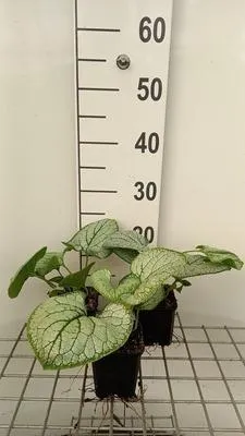 Zdjęcie produktu dla 6 x Brunnera macr. 'Silver Heart'® - niezapominajka kaukaska - doniczka 9 x 9 cm