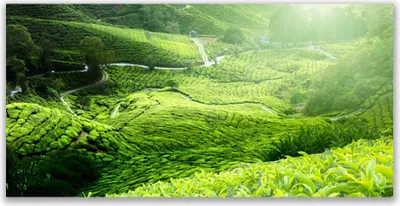 Produktbild von Tulup Leinwand-Bilder 140x70 Wandbild Canvas Kunstdruck Wiese Natur