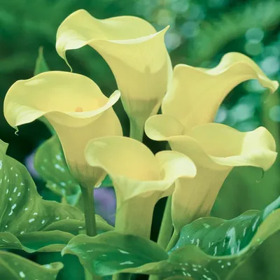 Obrázok produktu pre Zantedeschia Calla Kalla Kalia Albomaculata 1 ks Cibuľky kvetov hľuzy