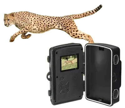 Image de Caméra de surveillance de la faune, boîtier étanche, écran 2 pouces, résolution HD 1080p, alimentation par batterie, vision nocturne