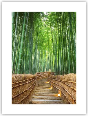 Produktbild von Poster - Poster ohne Rahmen - Bambus Pflanze - 30x40 cm - Wand Bild - Wanddeko - Wandbilder - Kunstposter - Wandposter - Bilder - Kunstdruck - Wanddekoration - Wandbild - P2XPA30x40-3979