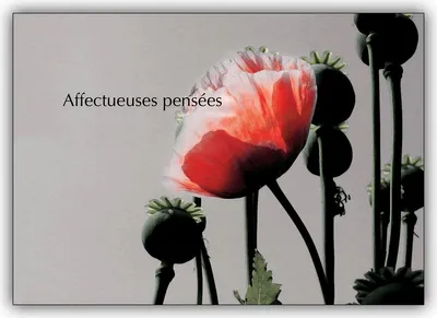 Produktbild von Französische Trauerkarte mit Mohn: Affectueuses pensées –