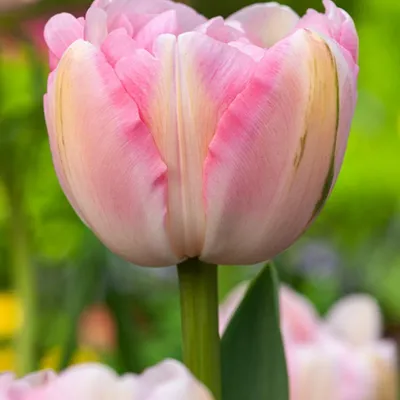 Produktbild von Tulpen Blumenzwiebeln Tulpenzwiebeln Gefüllte rosa Tulpe 5 St.