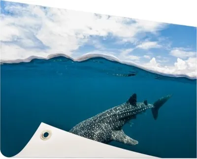 Produktbild von Gartenposter - 120x80 cm - Oberflächenwalhai  - Modernes Wandbilder - Wilde Tierposter