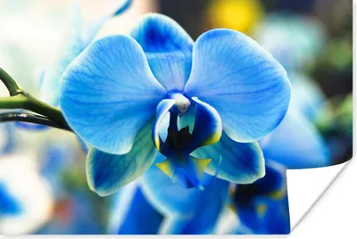 Produktbild von MuchoWow® Poster Nahaufnahme einer blauen Orchidee mit verblasstem Hintergrund 90x60 cm - Schlafzimmer