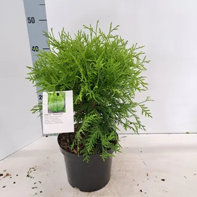 Image de Thuja occ. « Danica Aurea »   - Arbre de vie occidental | 30-40 cm en pot