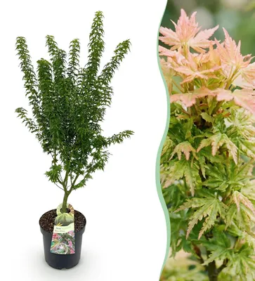 Image de Érable japonais Acer palmatum Koto Hime, plante de jardin à feuilles caduques