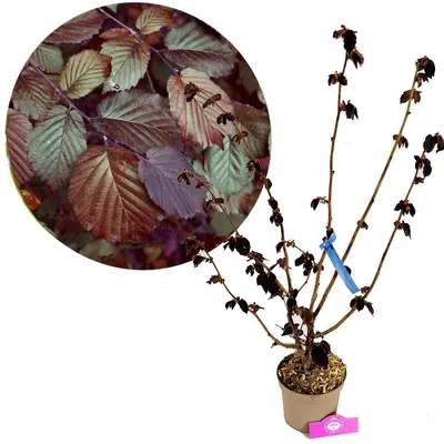 Produktbild von Corylus maxima 'Purpurea' – Rote Hasel – Höhe 80 cm – 2-Liter-Topf