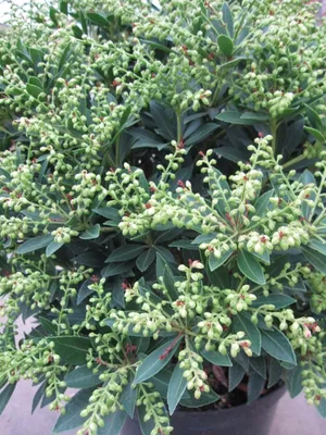 Produktbild von Pieris japonica Debutante - Schattenglöckchen Debutate - 30-40cm