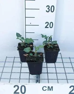 Obrázok produktu pre 6 x Persicaria ampl. 'Amethyst Summer®' - Sviečkovec - kvetináč 9 x 9 cm