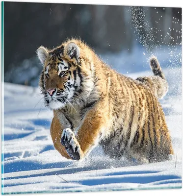 Produktbild von Bilder auf glas - tiger tier - 30x30cm - Glasbilder - Wandbilder - Bilder - Kunstdruck - zum Aufhängen bereit - Wanddekoration aus Glas - Glas Bilder - Wandbild auf Glas - Einteilig - GAC30x30-3928