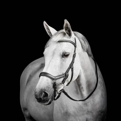 Produktbild von Horseware Micklem Diamante Competition