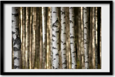 Produktbild von Bild 60x40 MDF-Rahmen, Wandkunst Birken