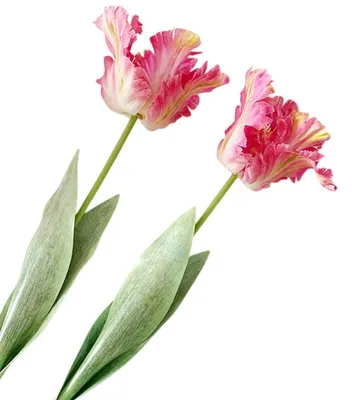 Obrázok produktu pre Omgoods - Umelé tulipány, kvetiny, 68 cm (2 kusy)