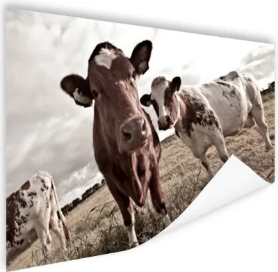 Produktbild von MuchoWow® Poster Kühe auf einem Feld Sepia-Fotodruck 120x80 cm - Bilder
