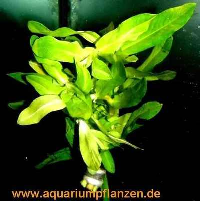 Produktbild von 10 Bunde Ammania gracilis, Große Kognakpflanze