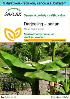 Obrázek produktu pro SAFLAX Dárková sada - Darjeeling – banán - Musa sikkimensis - 5 Semena - S dárkovou krabičkou, přepravním štítkem, dárkovou kartou a pěstebním médiem