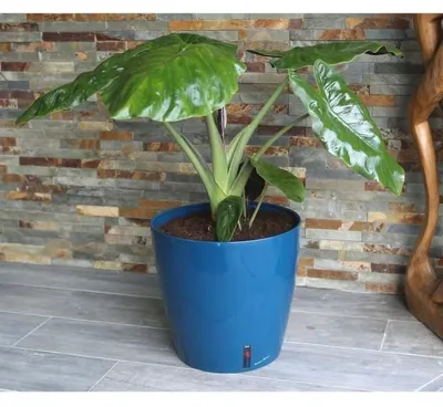 Produktbild von RIVIERA EVA runder Blumenkasten - Kunststoff - Durchmesser 31 cm - Blau