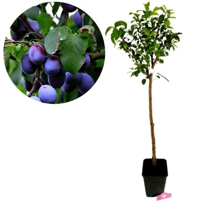 Produktbild von Prunus Domestica 'Hauszwetsche', Pflaumenbaum, 5 Liter Topf