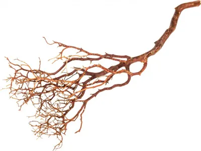 Produktbild von Manzanita-Baum in Natur, Größe ca. 60cm | Dekozweige