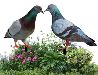 Productafbeelding van Decoratieve Nepduiven voor Tuin en Buiten