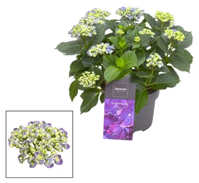 Obrázek produktu pro Hortenzie Curly Wurly Blue, modrokvetoucí zahradní rostlina s 9 - 15