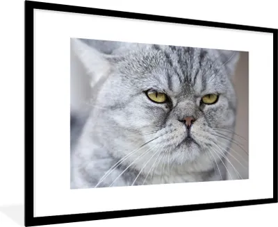 Produktbild von MuchoWow® MuchoWow® Gerahmtes Poster Tier - Katze - Grau 90x60 cm - Poster mit zchwarzem Bilderrahmen - Wanddekoration - Fotos