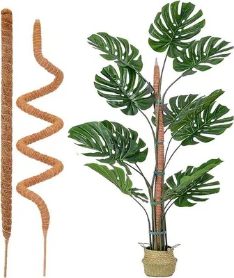 Produktbild von Kletterhilfe für Zimmerpflanzen - Kletterrek für Monstera - 2 Stück - 60 cm + 120 cm
