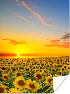 Produktbild von MuchoWow® Poster Blumen - Sonnenblume - Sonnenuntergang - Nacht - Orange 120x160 cm - Wandbilder