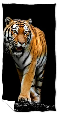 Produktbild von Tiger Badetuch 70 x 140 cm
