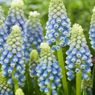 Obrázok produktu pre Muscari Kvetinové Cibuľky Cibuľky Kvety Hroznový Hyacint Julia 10 ks.