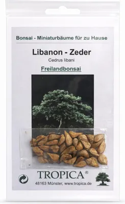 Produktbild von Bonsai – Libanon-Zeder Samen | Cedrus libani | Edler, winterharter Outdoor-Bonsai