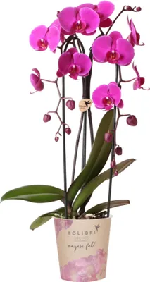 Obrázok produktu pre Orchidea Phalaenopsis Freeride, Ø 12 cm, fialová, lila-ružová kvitnúca izbová rastlina