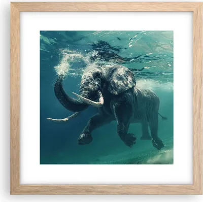 Produktbild von Gerahmtes Poster - Rahmen in heller Eiche - Elefant Tier Wasser - 30x30 cm - Wand Bild - Wanddeko - Wandbilder - Wandposter - Bilderrahmen - Bilder - Kunstdruck - Wandbild - P2NAC30x30-3944