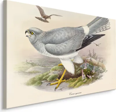 Produktbild von Fabelhafte Canvas LEINWAND BILDER 40x30 cm XXL Kunstdruck Tiere Vögel Adler Blumen