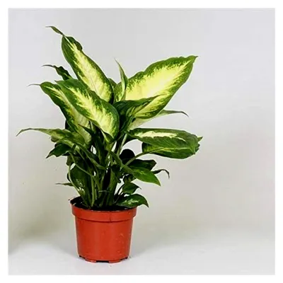 Produktbild von Dieffenbachie Camilla - Zimmerpflanze, 30 cm, Pflegeleichte Grünpflanze, Dekorativ und Luftreinigend, Ideal für Zuhause und Büro
