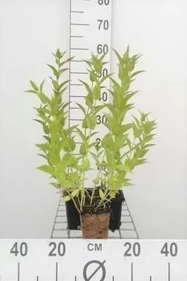 Image de 6 x Nepeta sibirica - Herbe à chat - Pot 9 x 9 cm