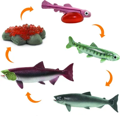 Produktbild von Safari 100267 - Spielfiguren-Set, Lebenszyklus Lachs 2,5cm