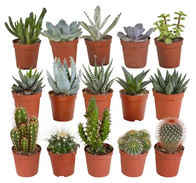 Produktbild von Kakteen + Sukkulenten Mischung 5,5 cm | 15 stück - ohne Topf