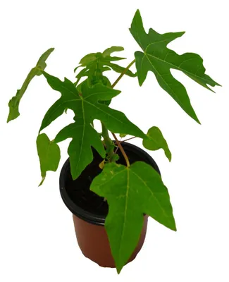 Productafbeelding van JUNAVERA Carica Papaya | Papayaplant | 28 cm hoog | In 12 cm pot | Tropische kuipplant