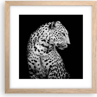 Produktbild von Gerahmtes Poster - Rahmen in heller Eiche - Leopard Panther Katze - 30x30 cm - Wand Bild - Wanddeko - Wandbilder - Kunstposter - Wandposter - Bilderrahmen - Bilder - Kunstdruck - P2NAC30x30-4919